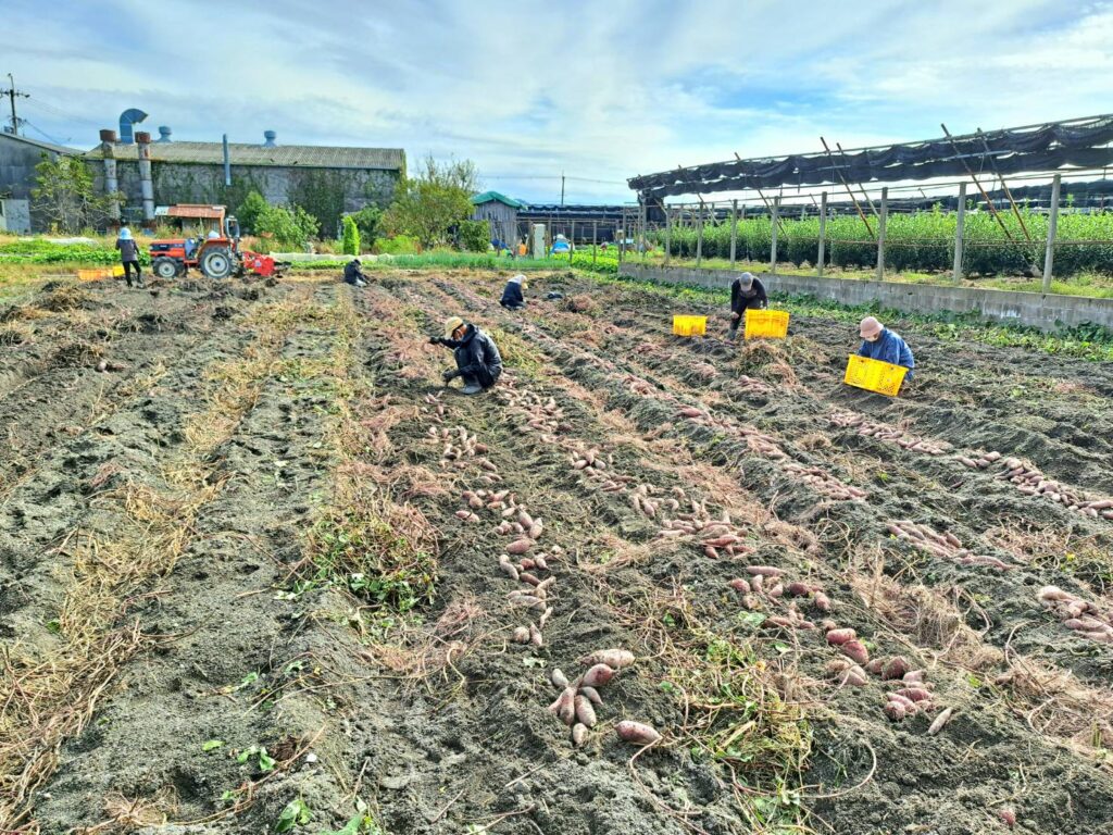 芋掘り風景