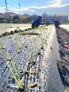 玉ねぎの定植 農作業