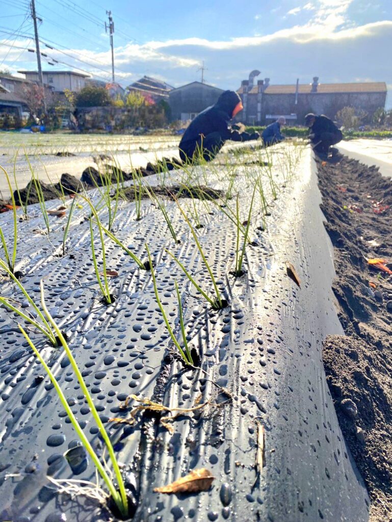 玉ねぎの定植 農作業