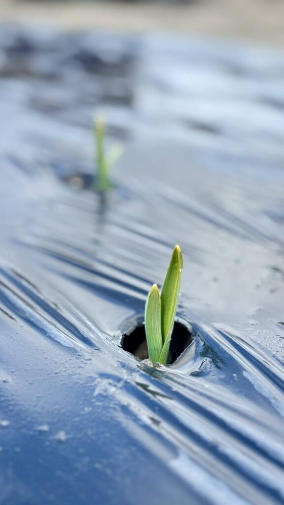 にんにくの芽